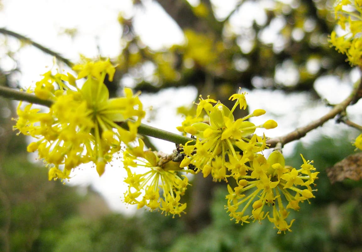 Cornelian Cherry