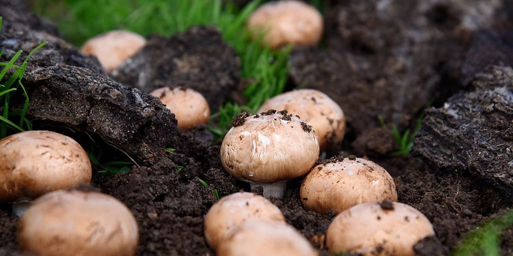 Cremini Mushrooms