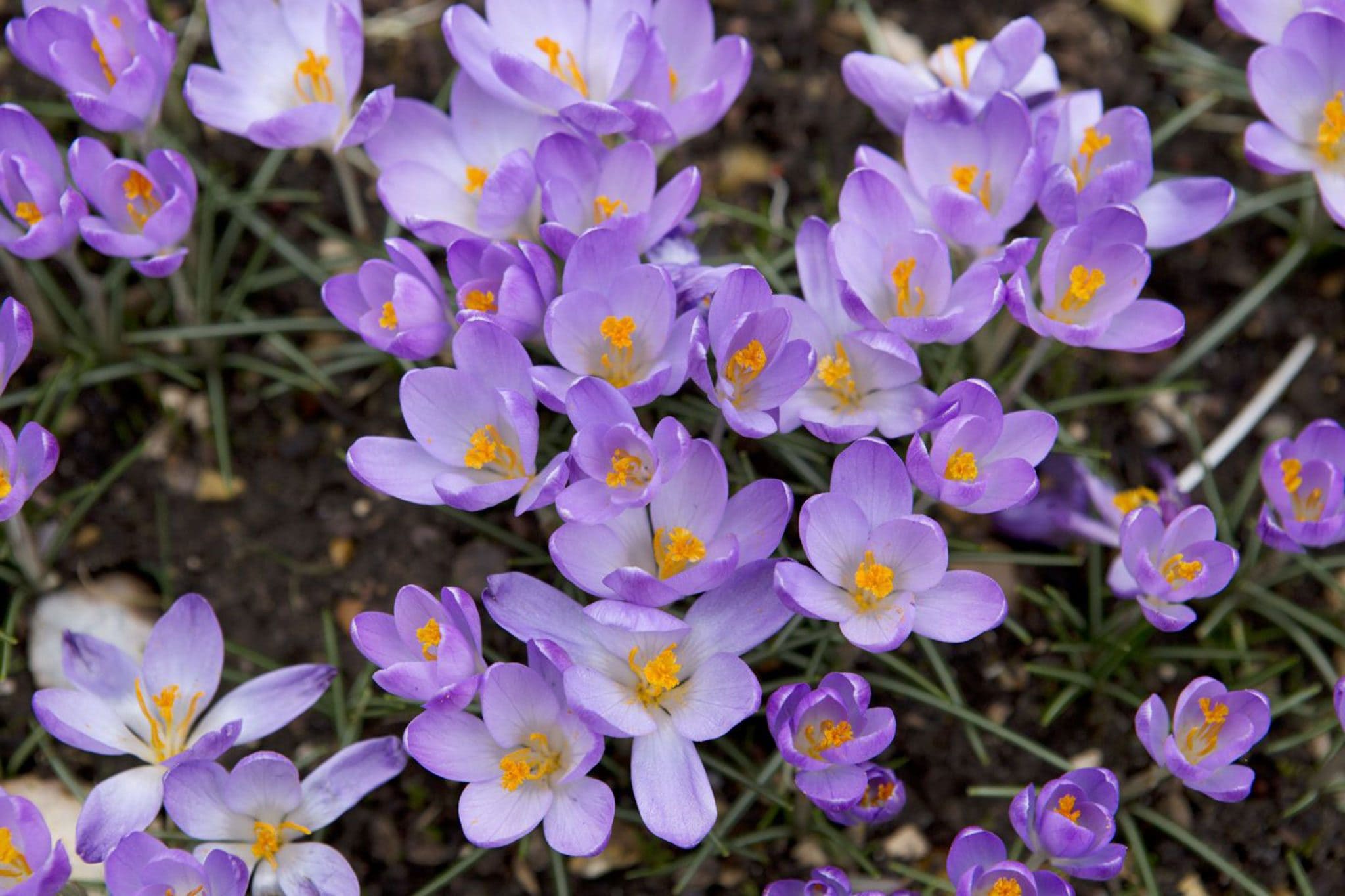 Crocus