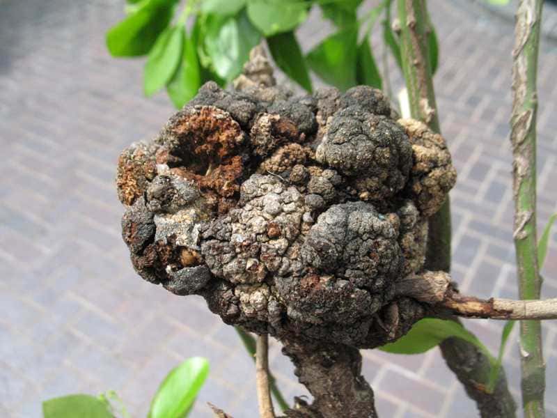 Crown Galls