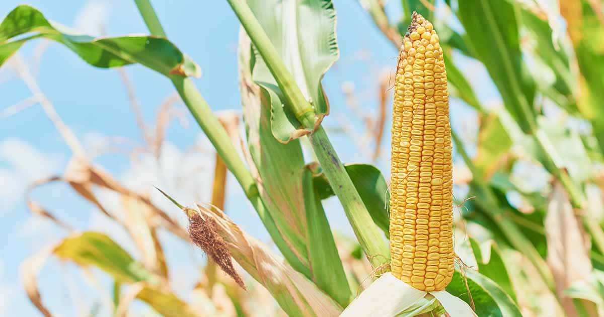 Dent Corn