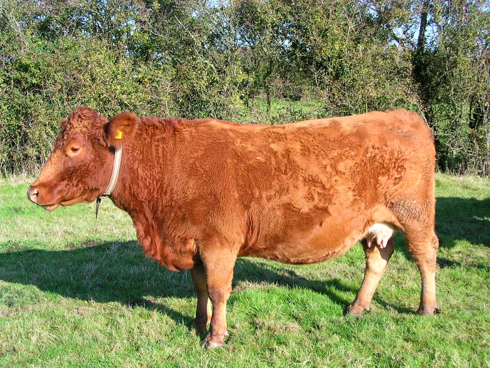 Devon cattle
