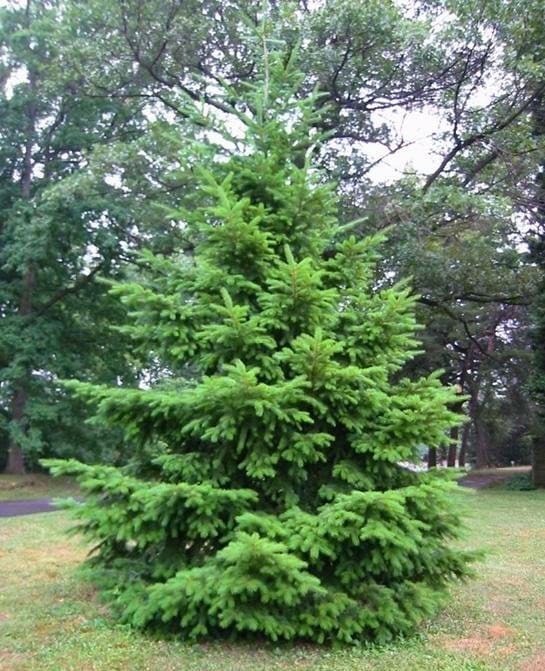 Douglas Fir