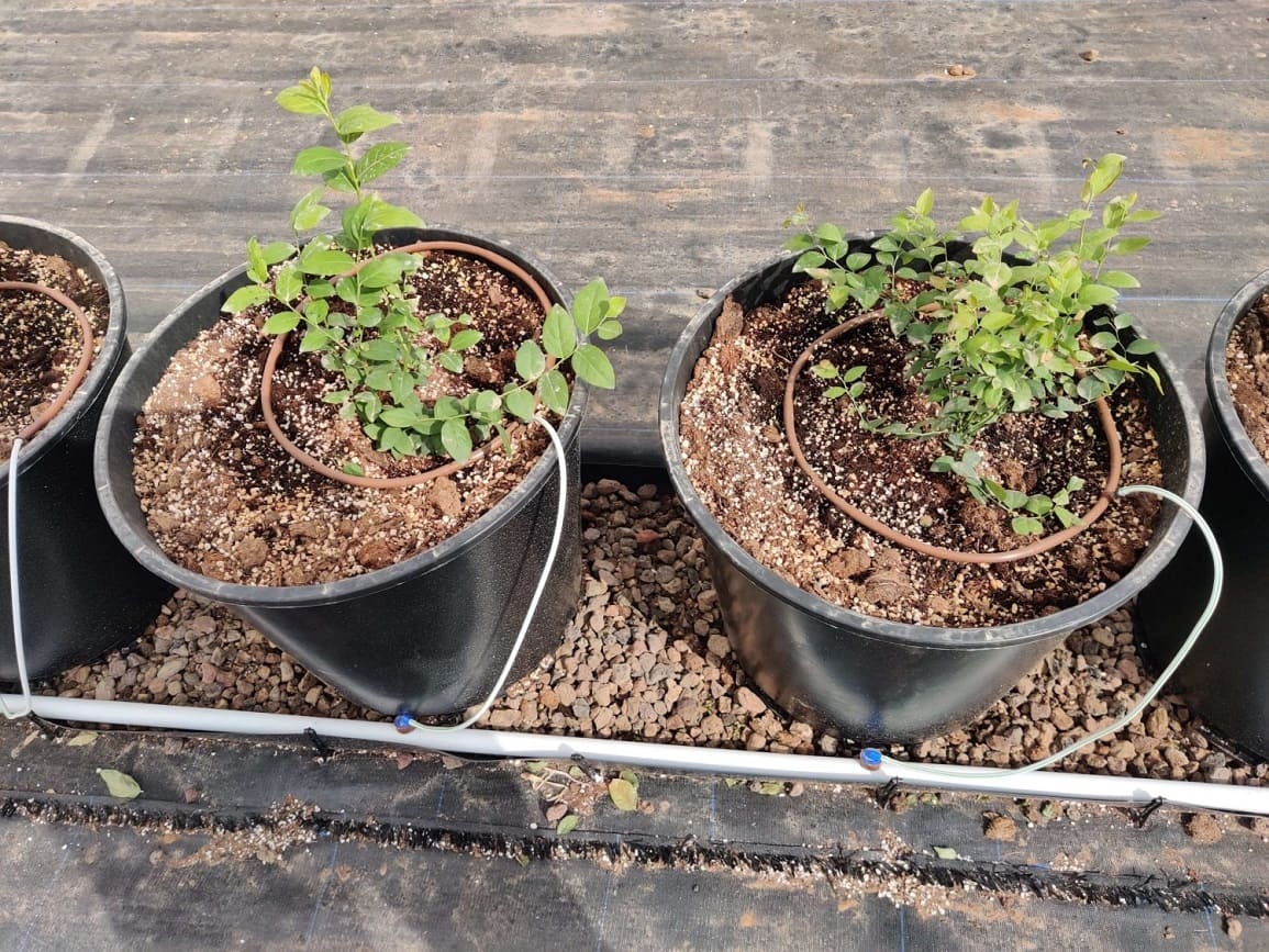 Drip irrigation systems for Blueberries