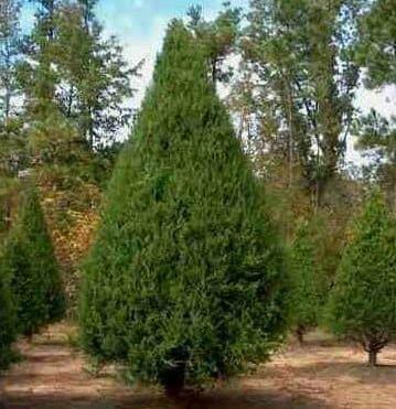 Eastern Red Cedar