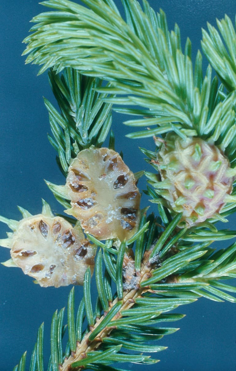Eastern Spruce Gall Adelgids