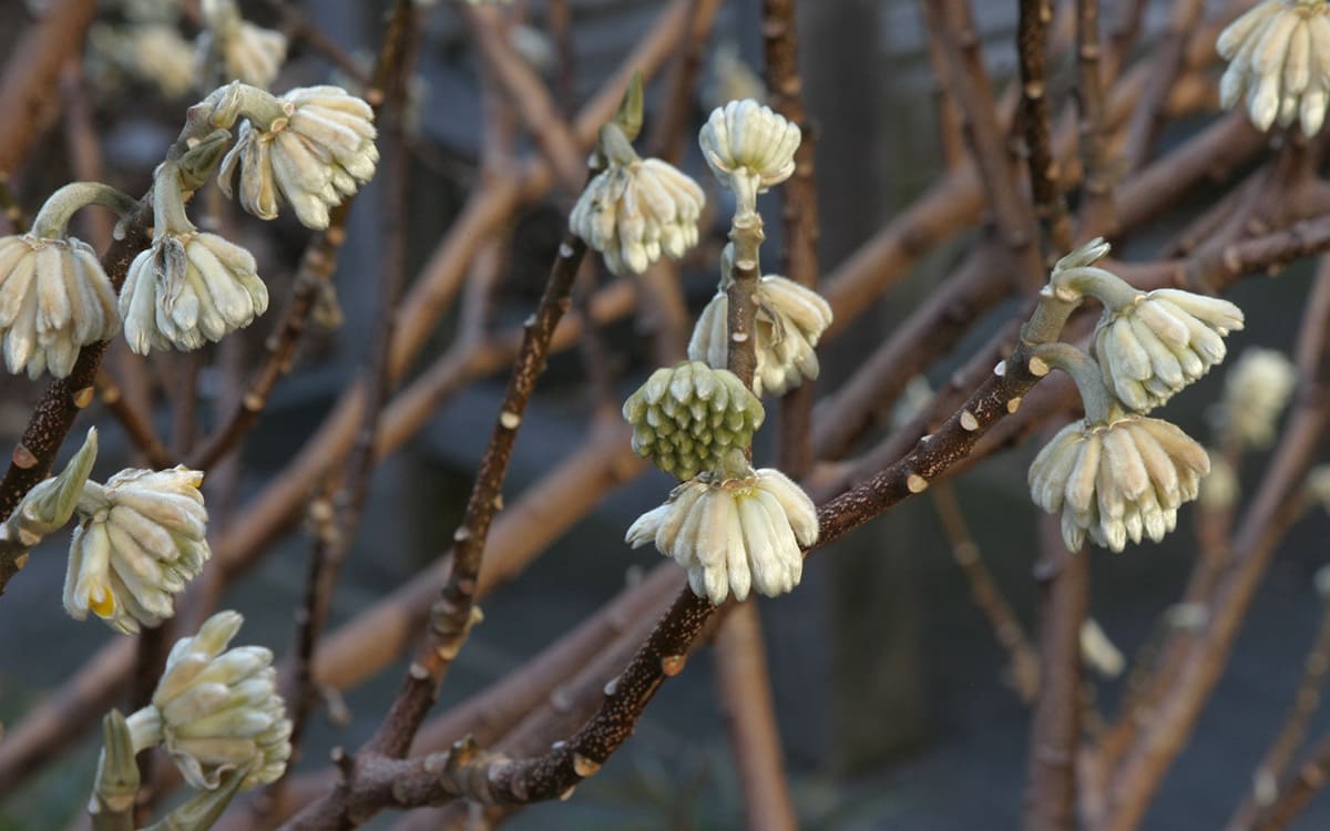 Edgeworthia