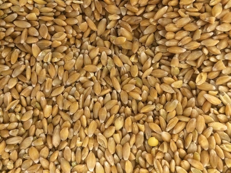 Salt Spring Seeds