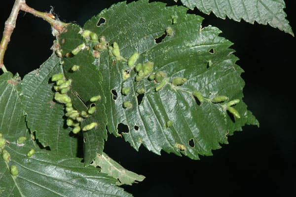 Elm Finger Galls