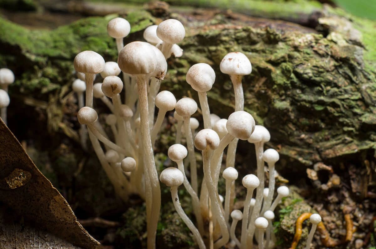 Enoki mushrooms