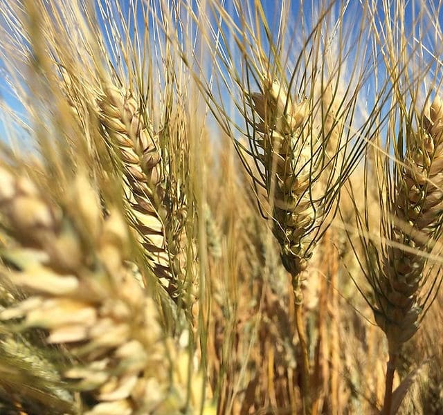 Farro