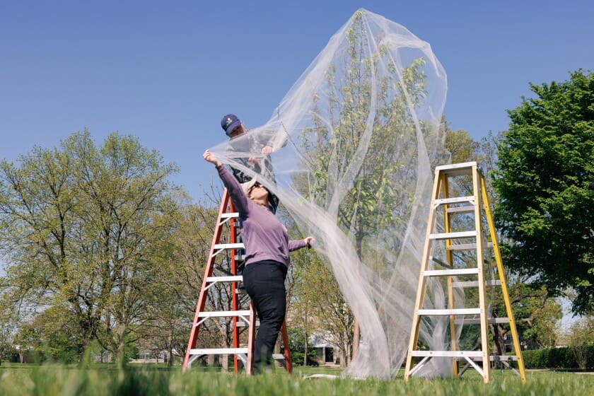 Fine mesh netting for ciadas protection