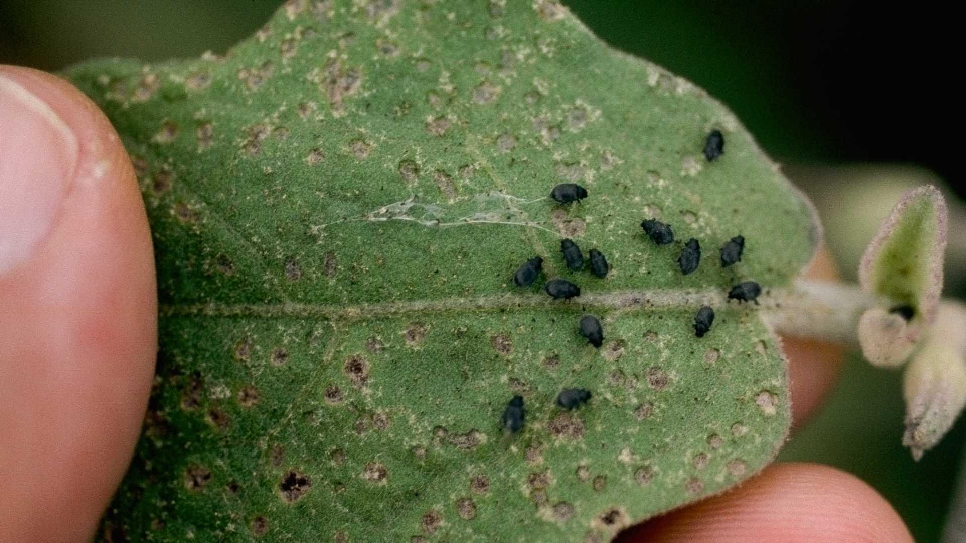 Flea beetles on Bell Pepper Plants