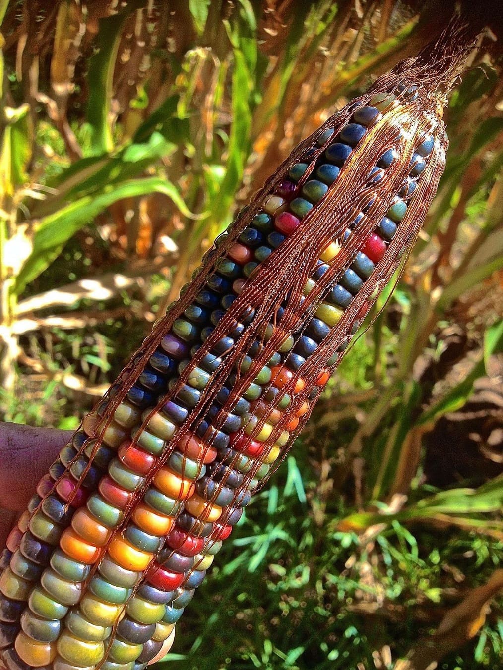 Flint Corn