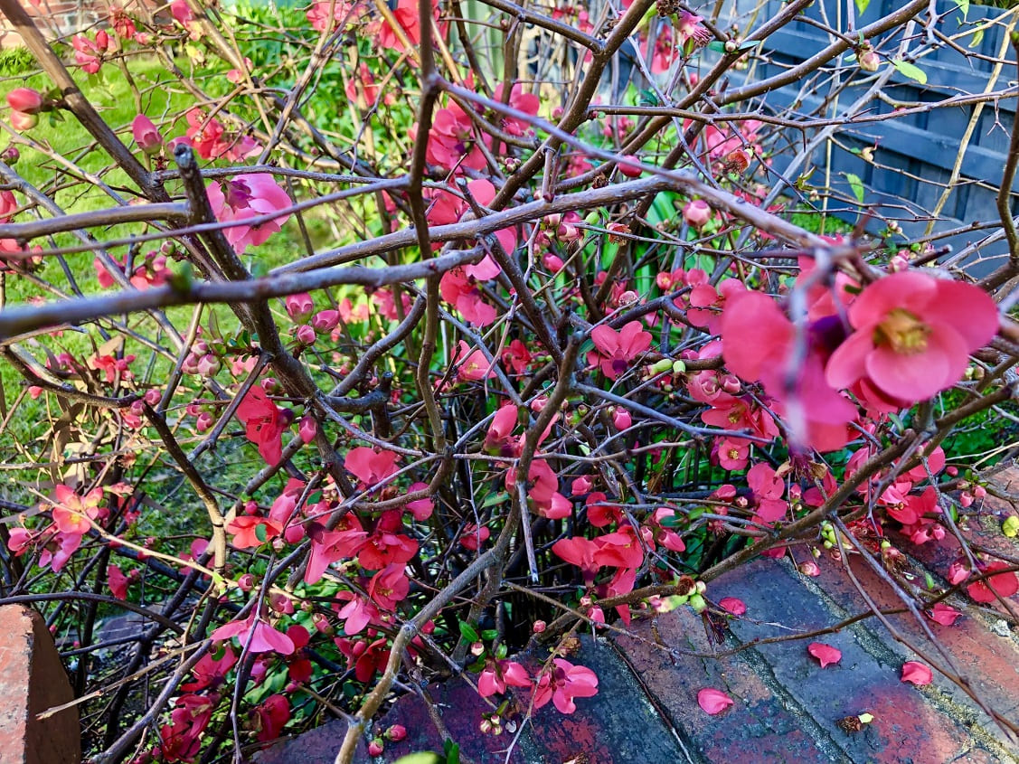 Flowering Quince