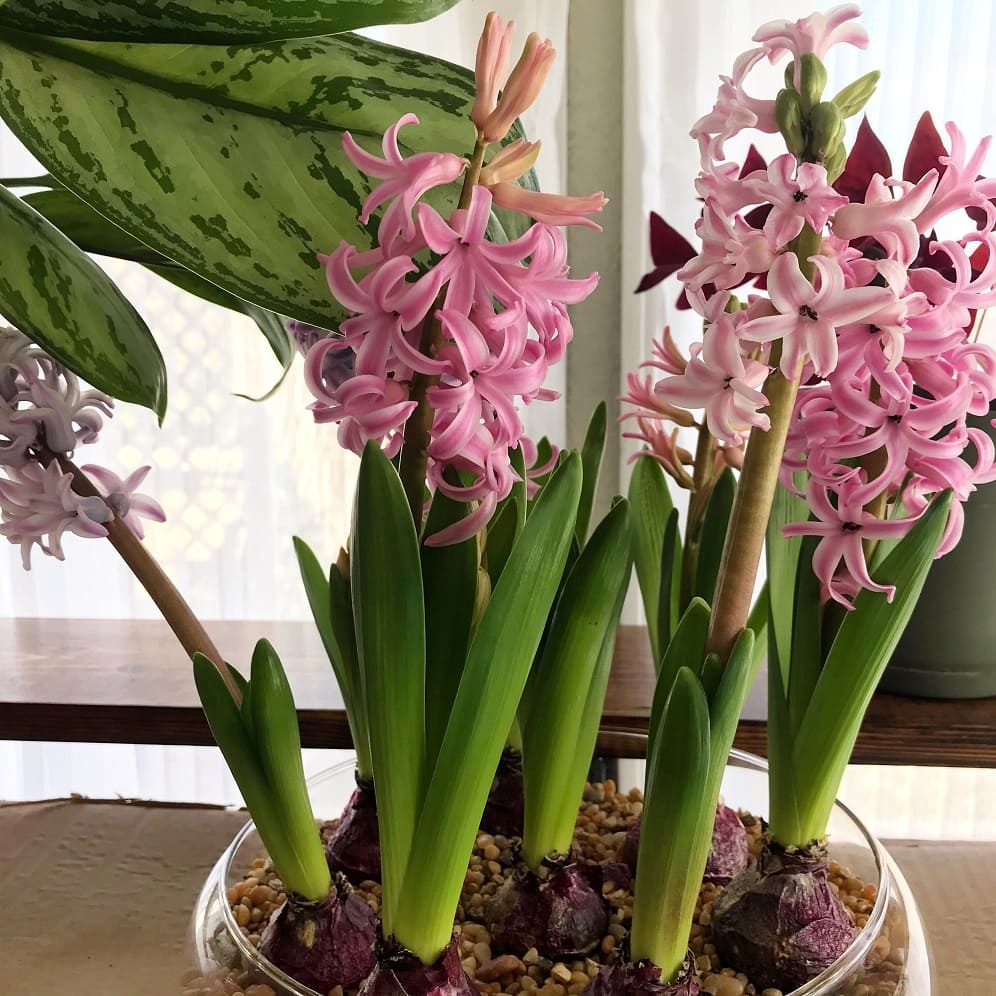 Forced bulbs