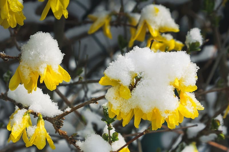 Forsythia