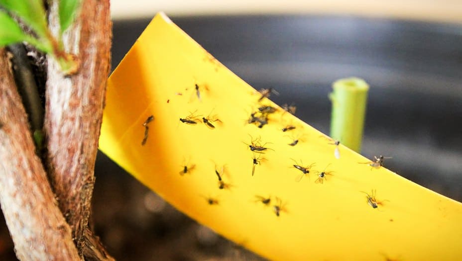 Fungus Gnats