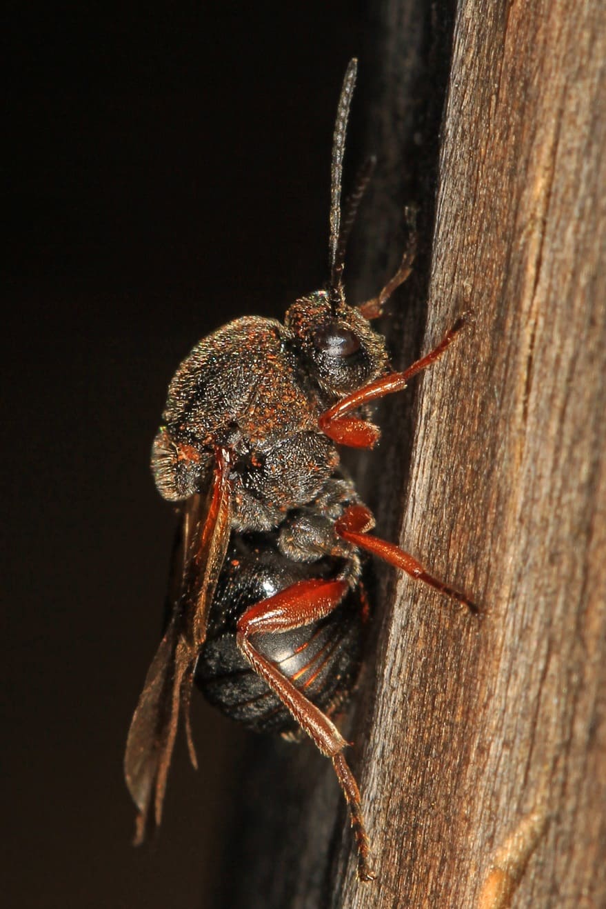 Gall wasps