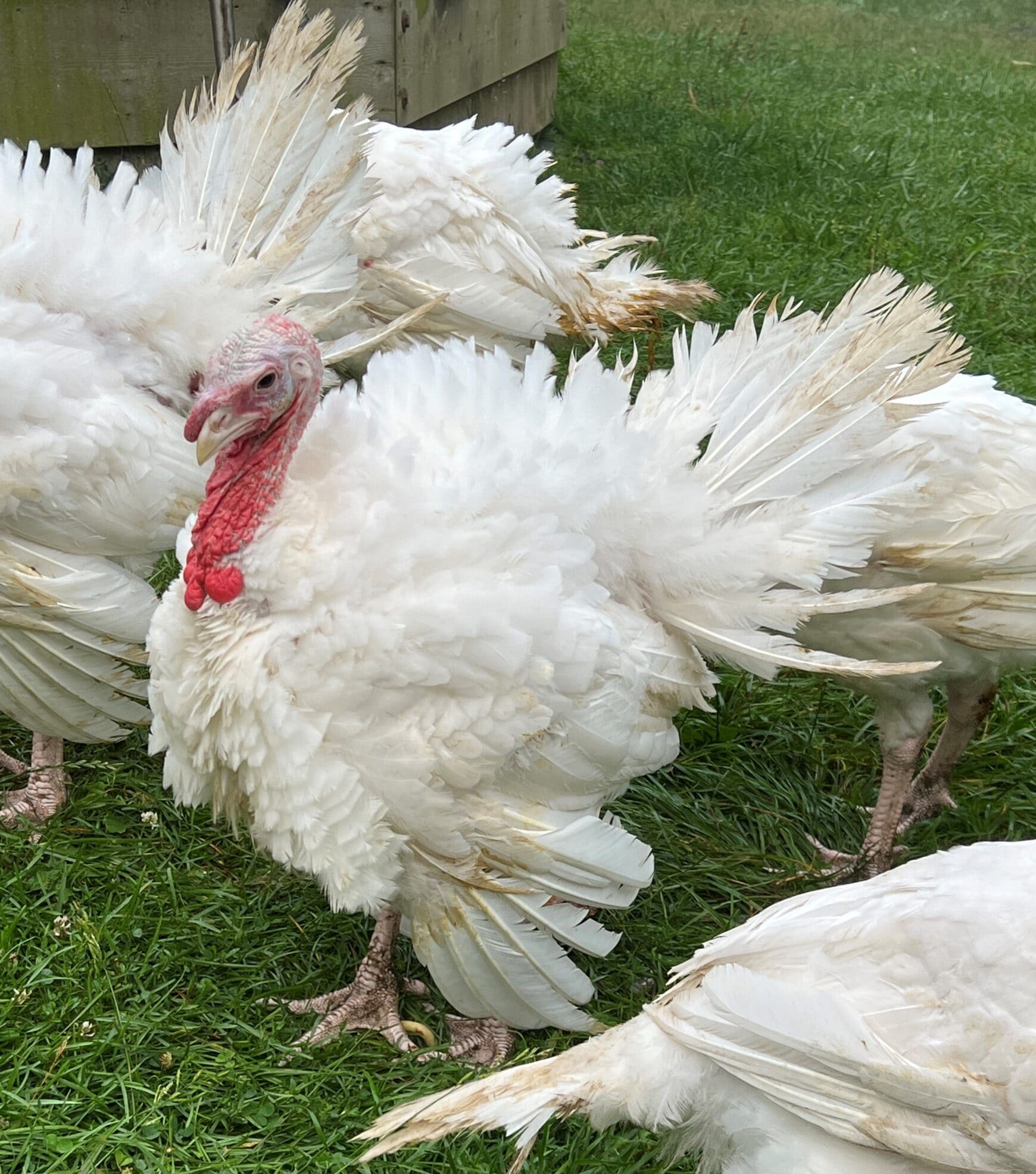 Giant White turkey