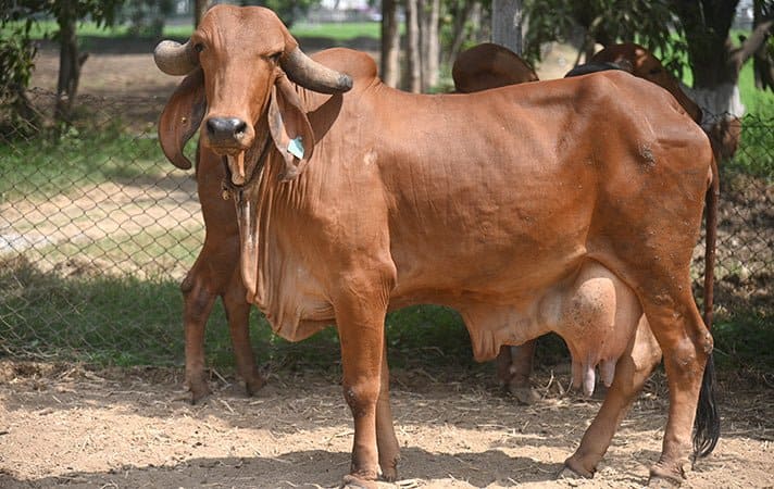 Gir cattle
