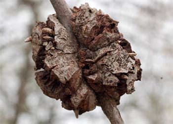 Gouty Oak Galls