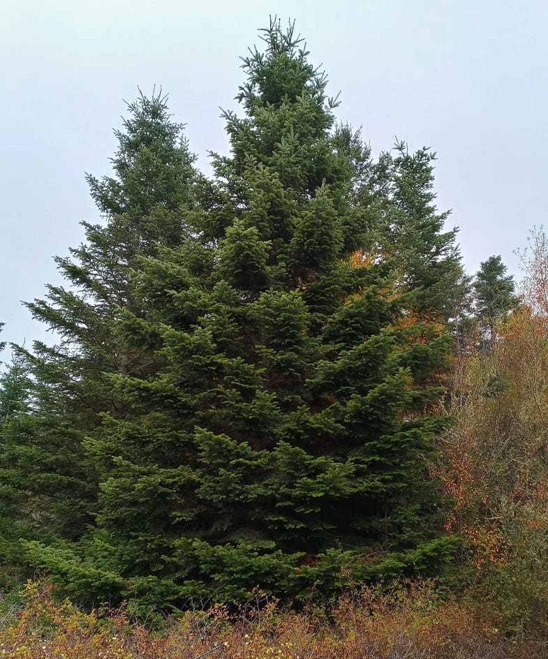 Grand Fir