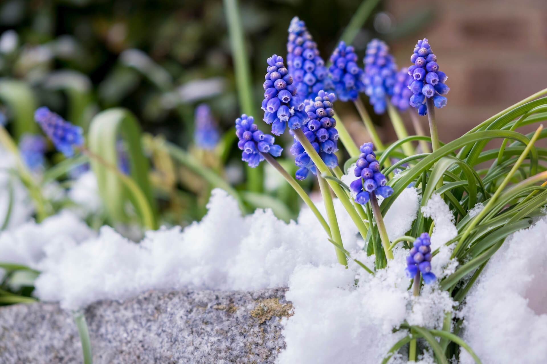 Grape Hyacinth