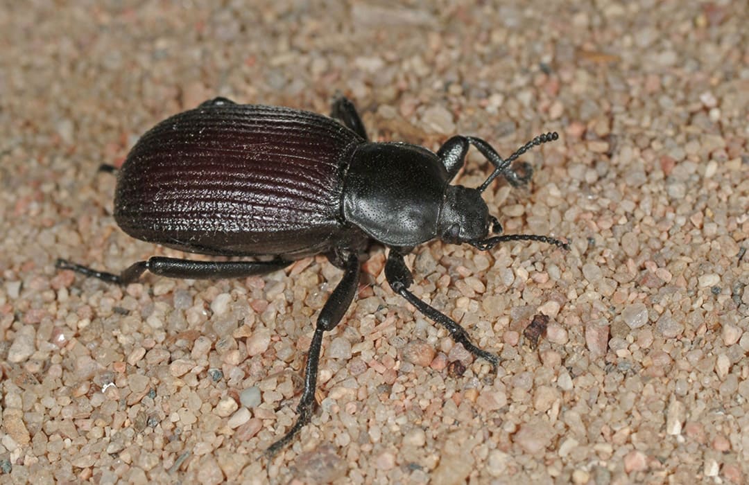 Ground Beetles