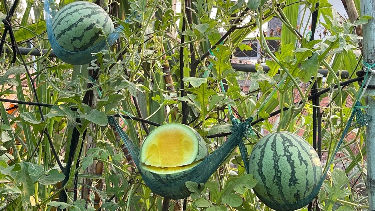 Growing Yellow Watermelons