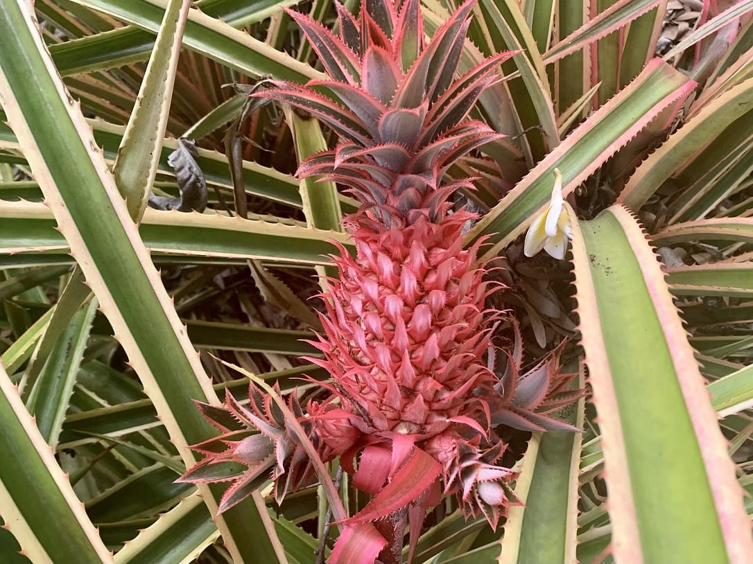 Growing pink pineapples