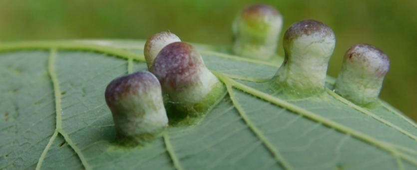 Hackberry Nipple Galls