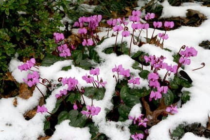 Hardy Cyclamen