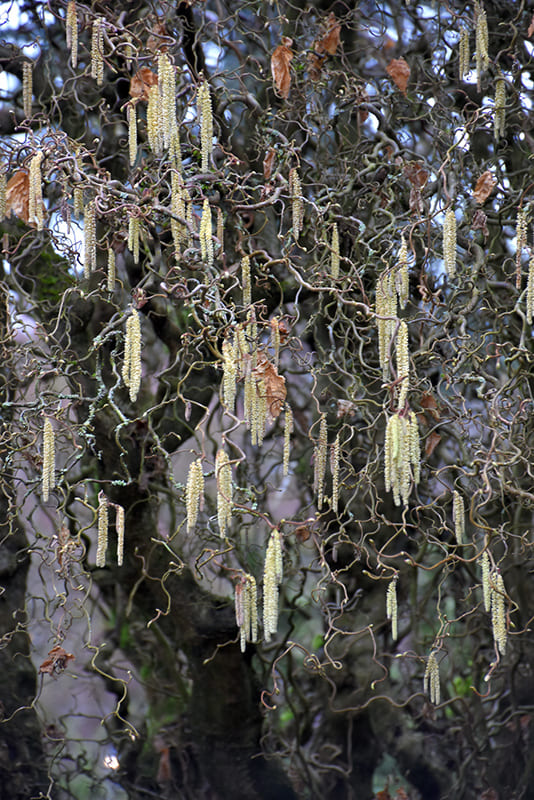 Harry Lauder's walking stick (Corylus avellana 'Contorta')