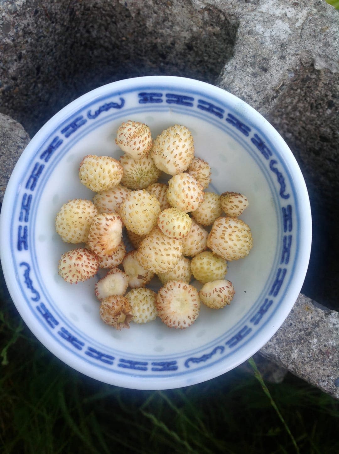 Harvest White Strawberries