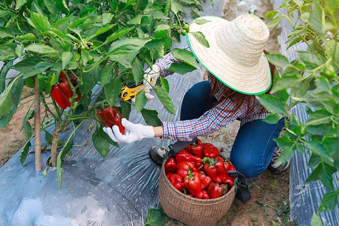 Harvesting Bell Peppers