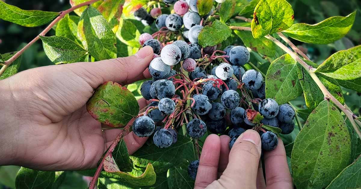 Harvesting Blueberries