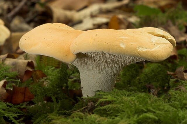 Hedgehog mushrooms