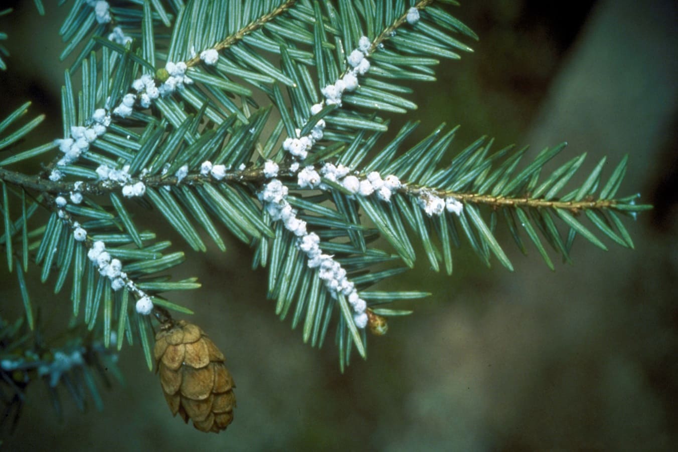Hemlock Woolly Adelgids