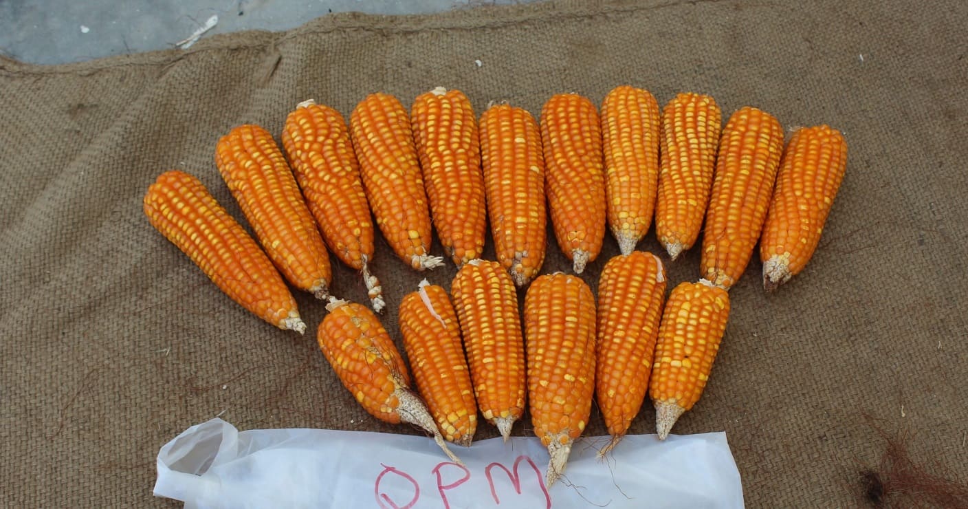 High-Lysine Corn