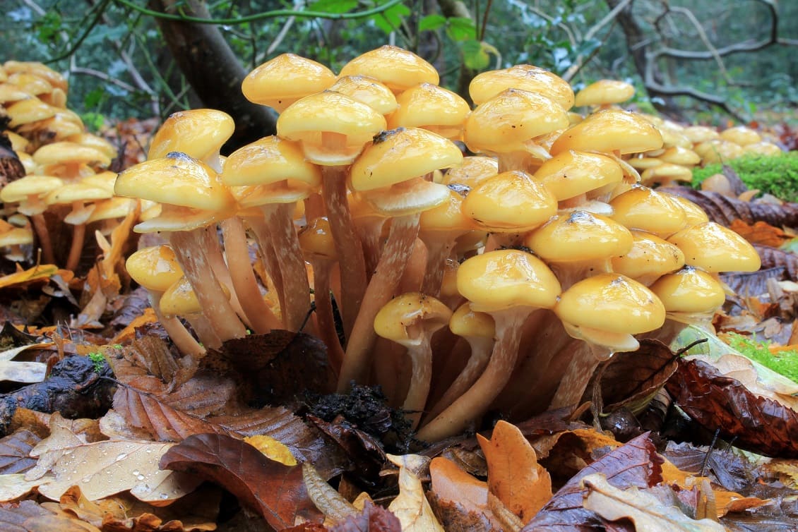 Honey Mushrooms