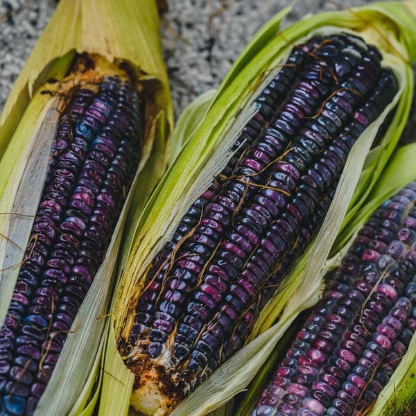Hopi Blue corn
