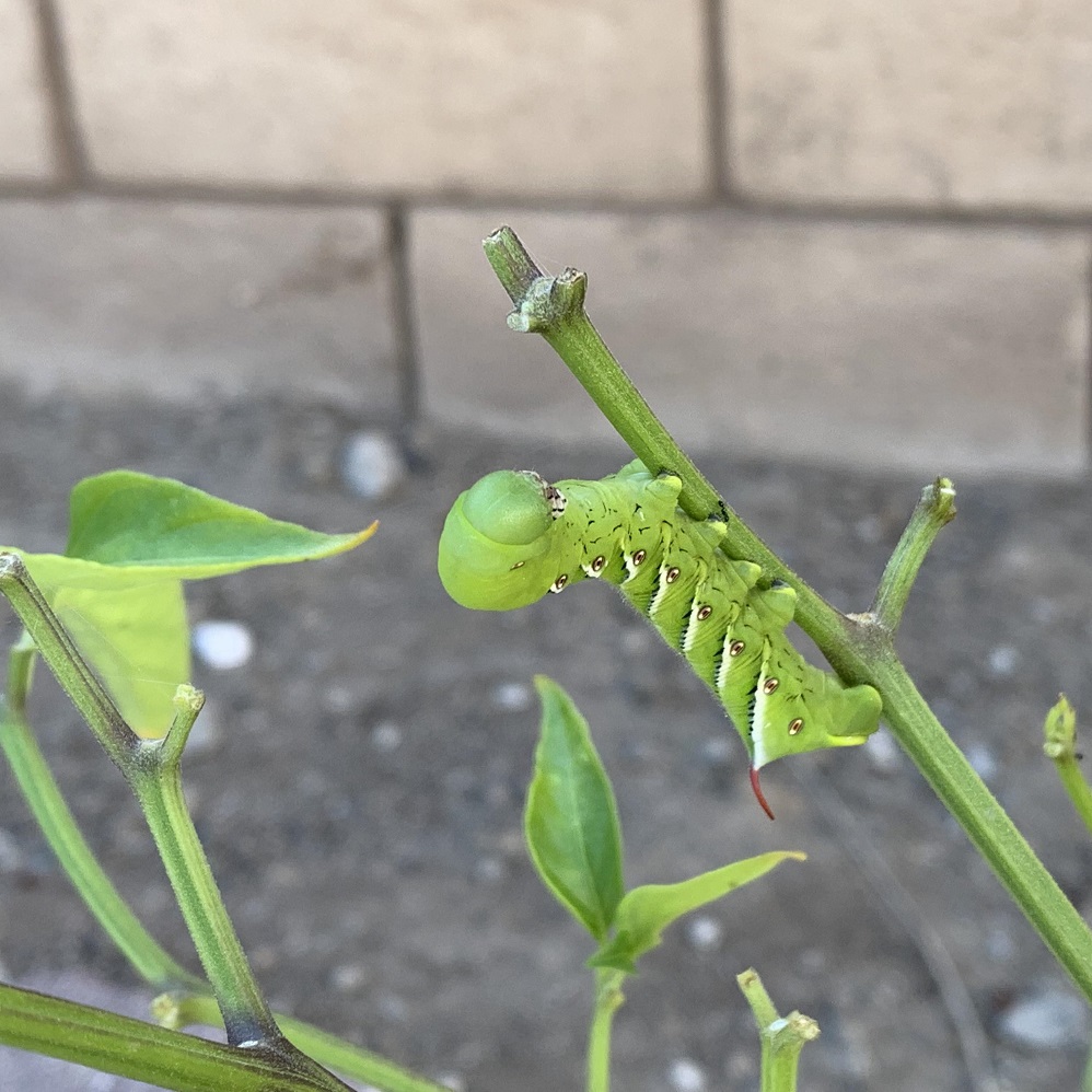 Hornworm on Bell Pepper Plants