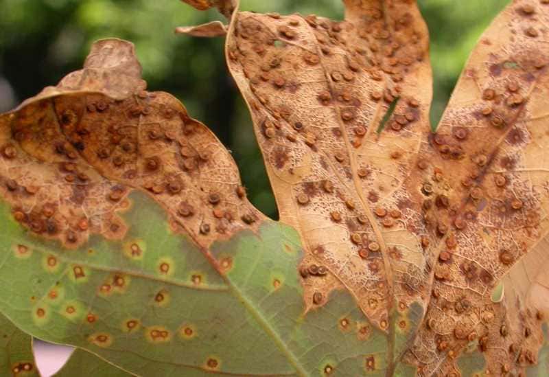 Jumping Oak Galls