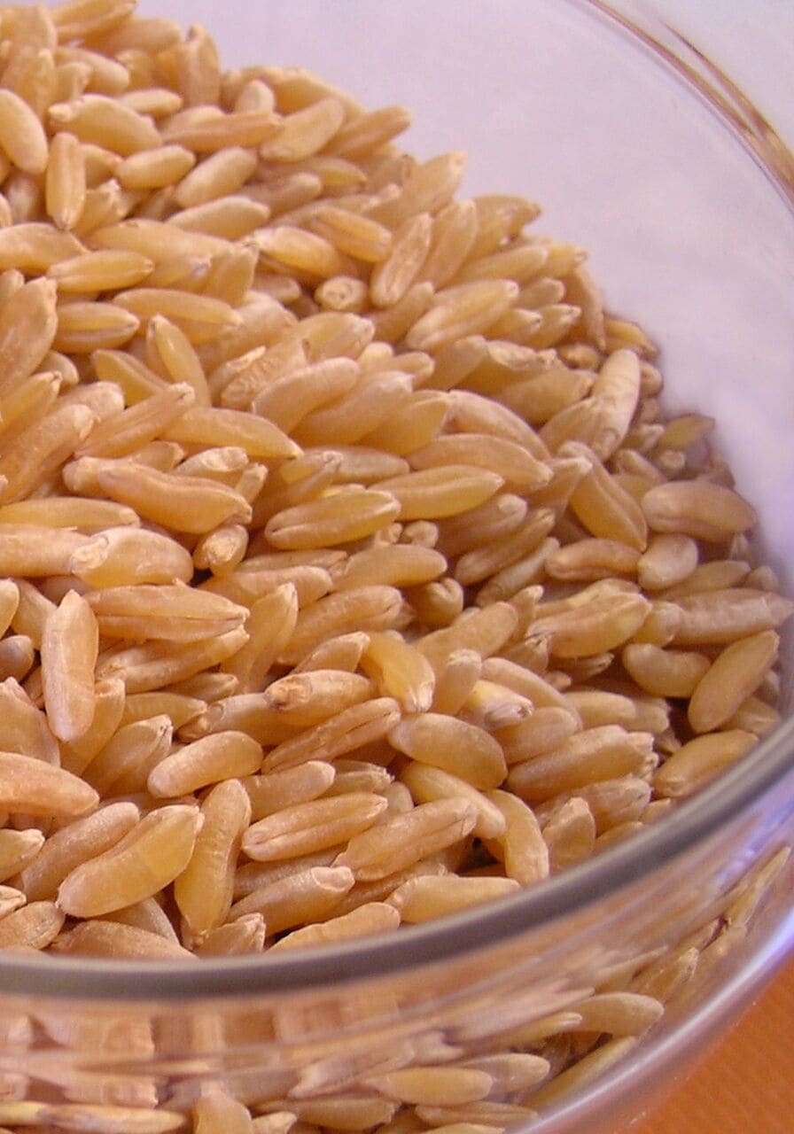 Kamut (Khorasan Wheat) seeds