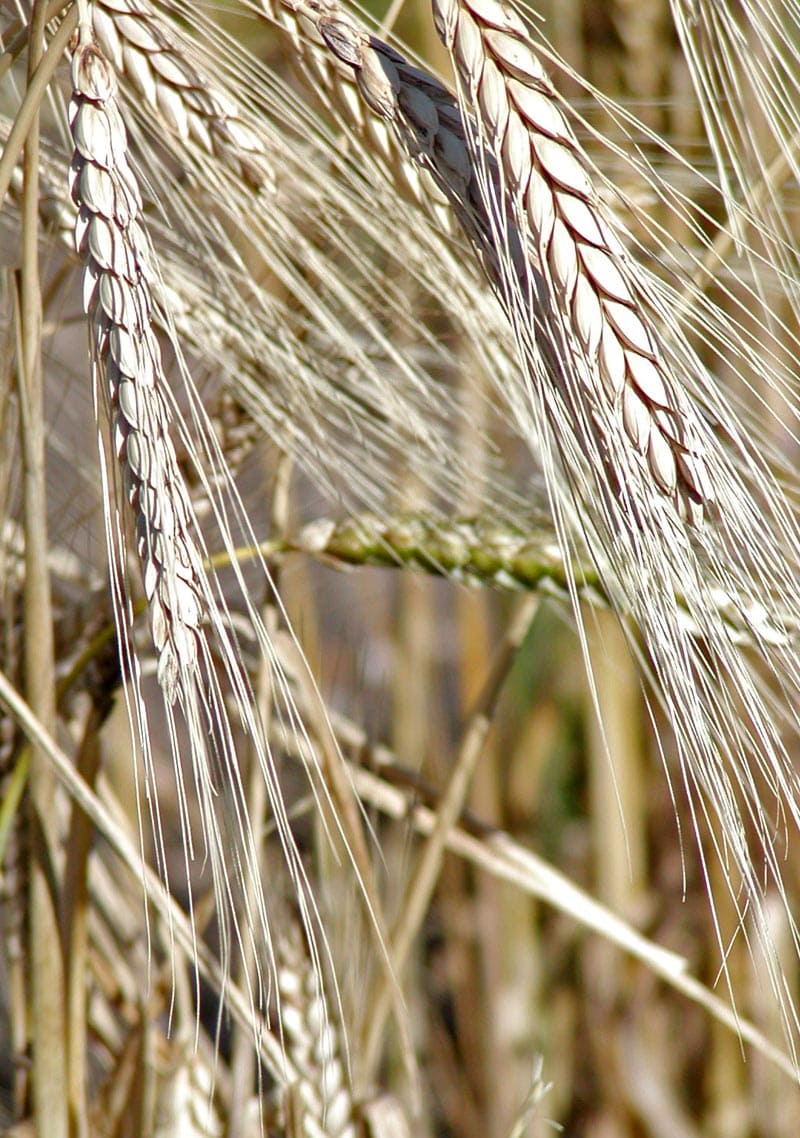 Kamut (Khorasan Wheat)