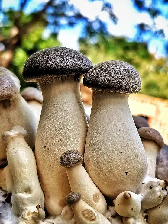King Oyster Mushrooms