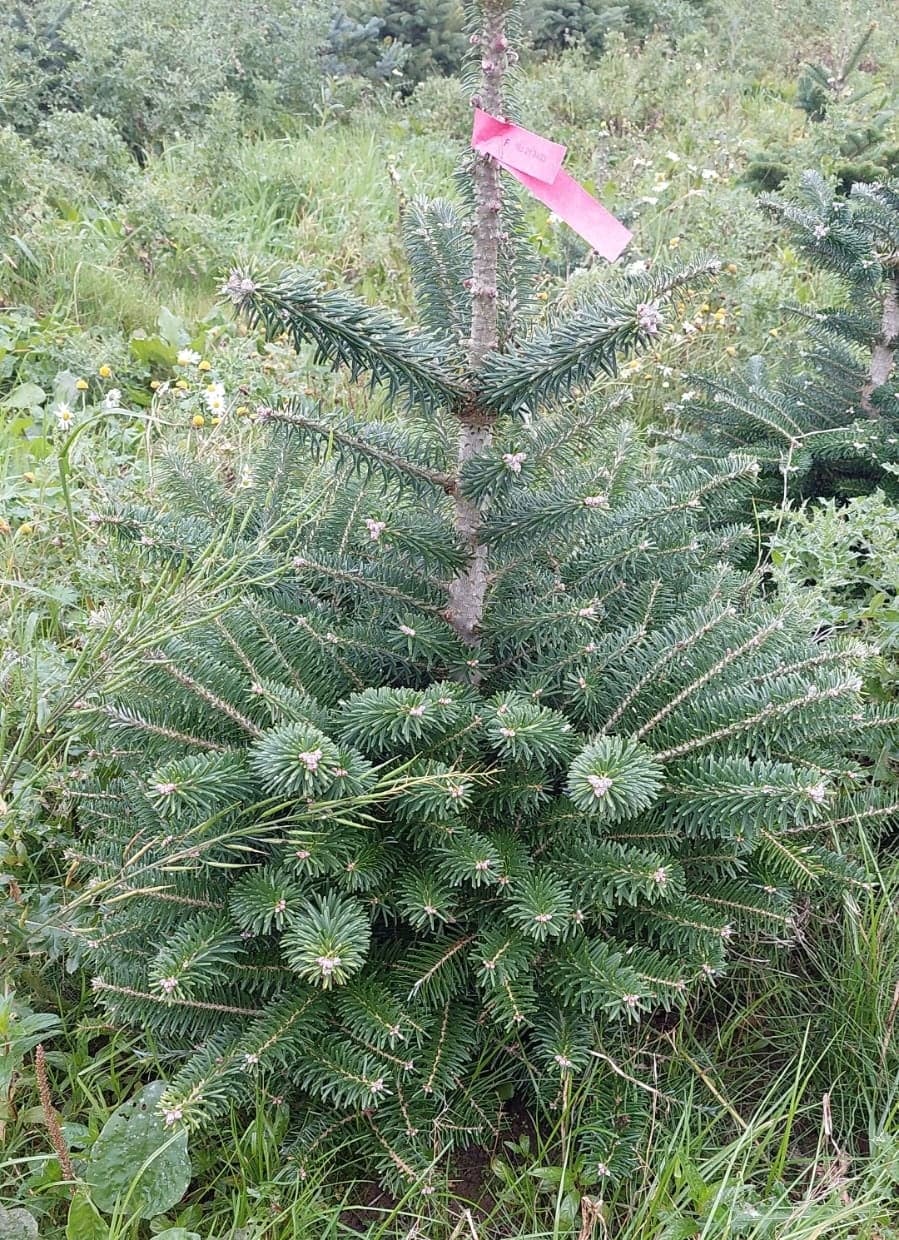 Korean Fir