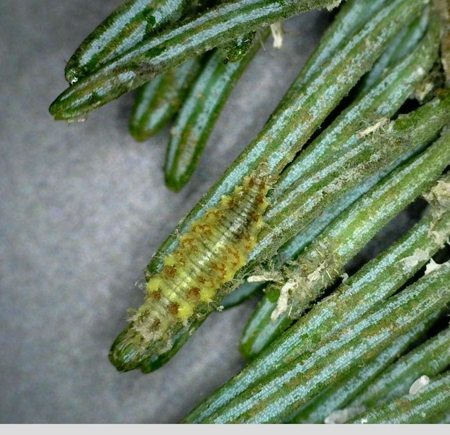 Lacewings