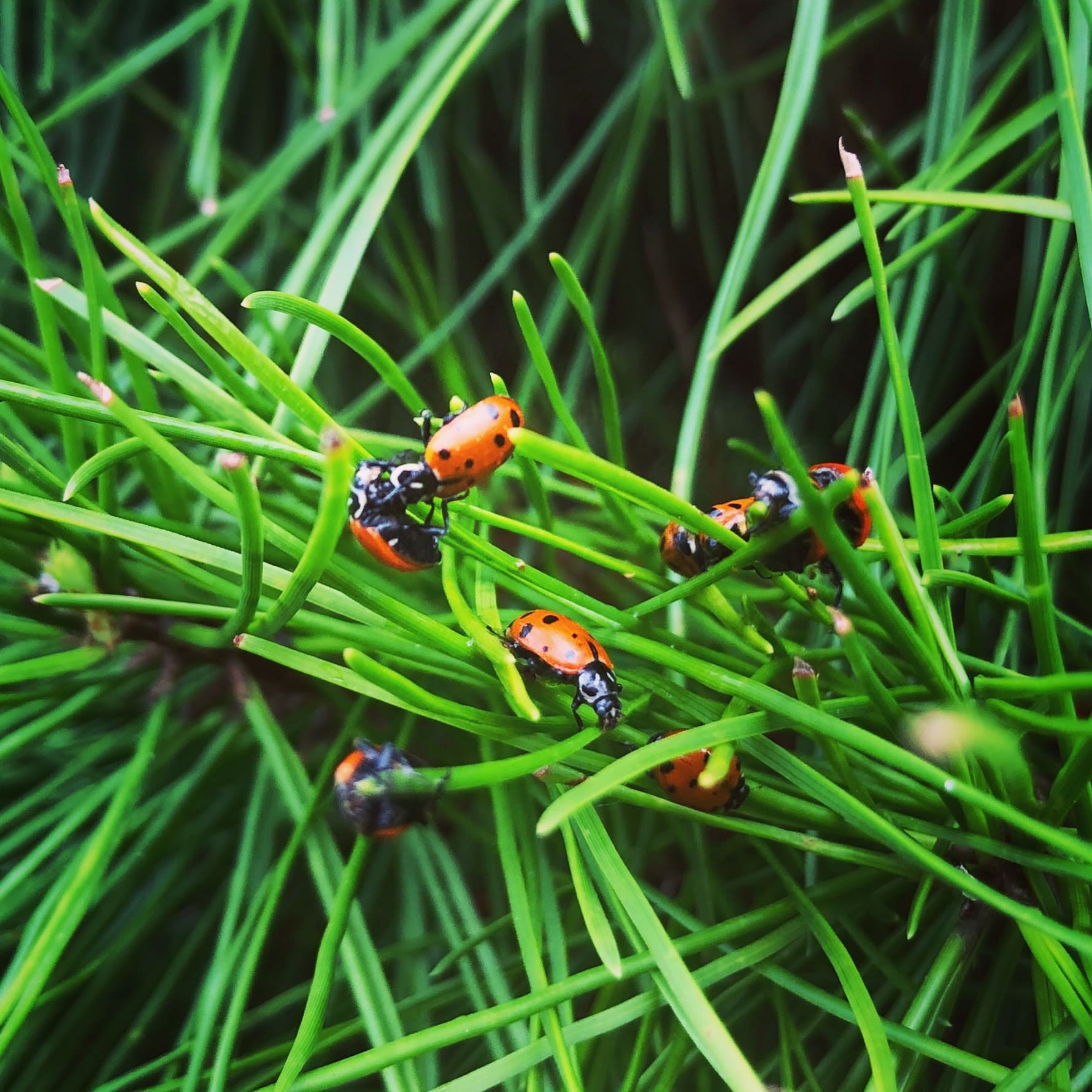 Ladybird Beetles